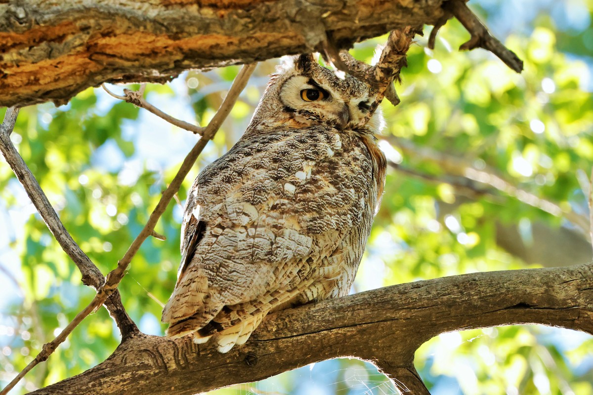 Great Horned Owl - ML621088743