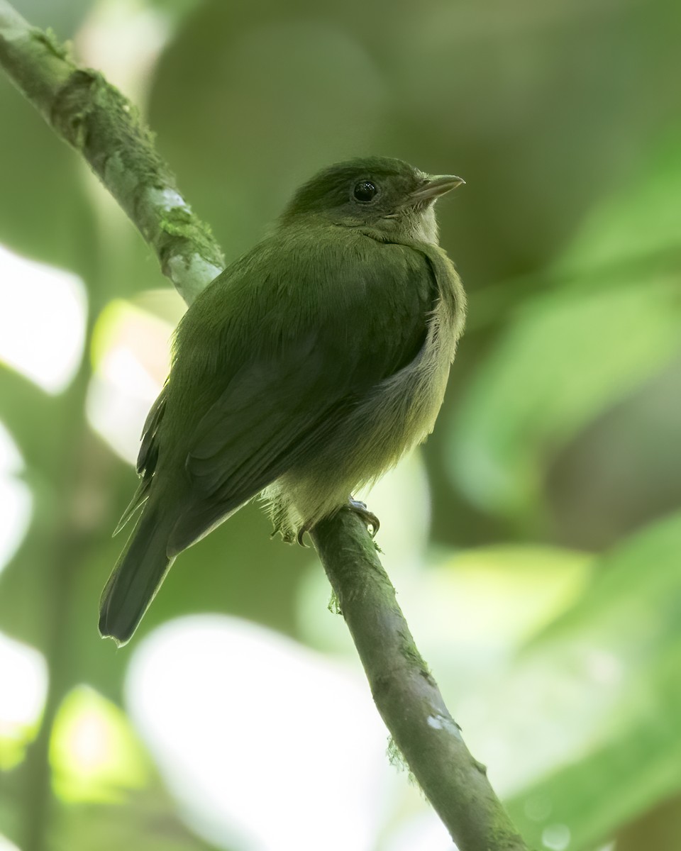 Green Manakin - ML621088746