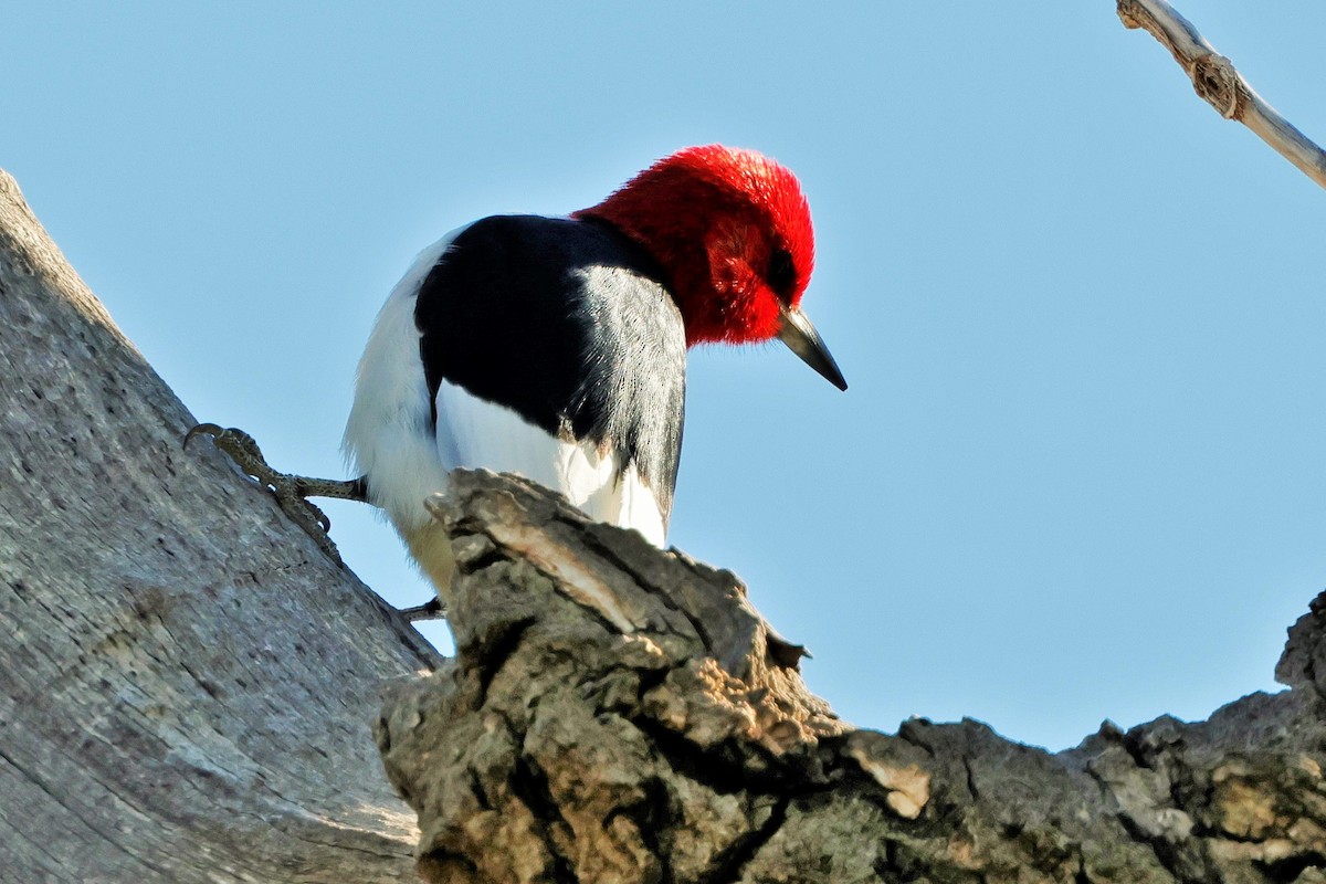 Red-headed Woodpecker - ML621088750