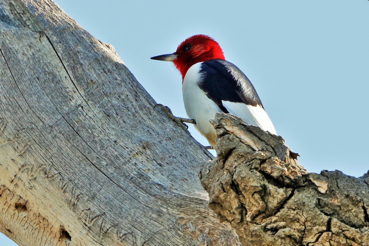 Red-headed Woodpecker - ML621088751