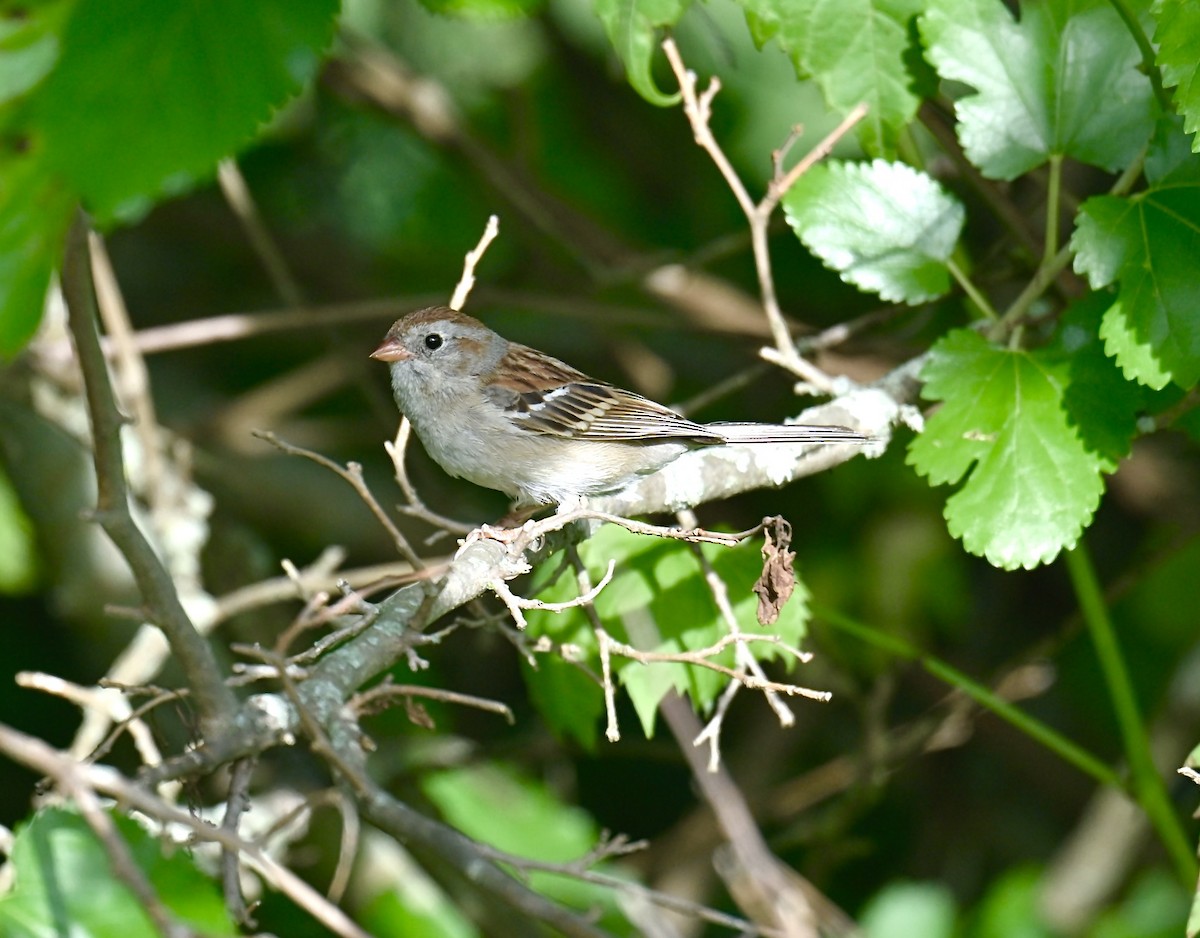 Field Sparrow - ML621088769
