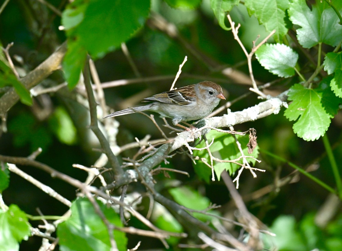 Field Sparrow - ML621088770