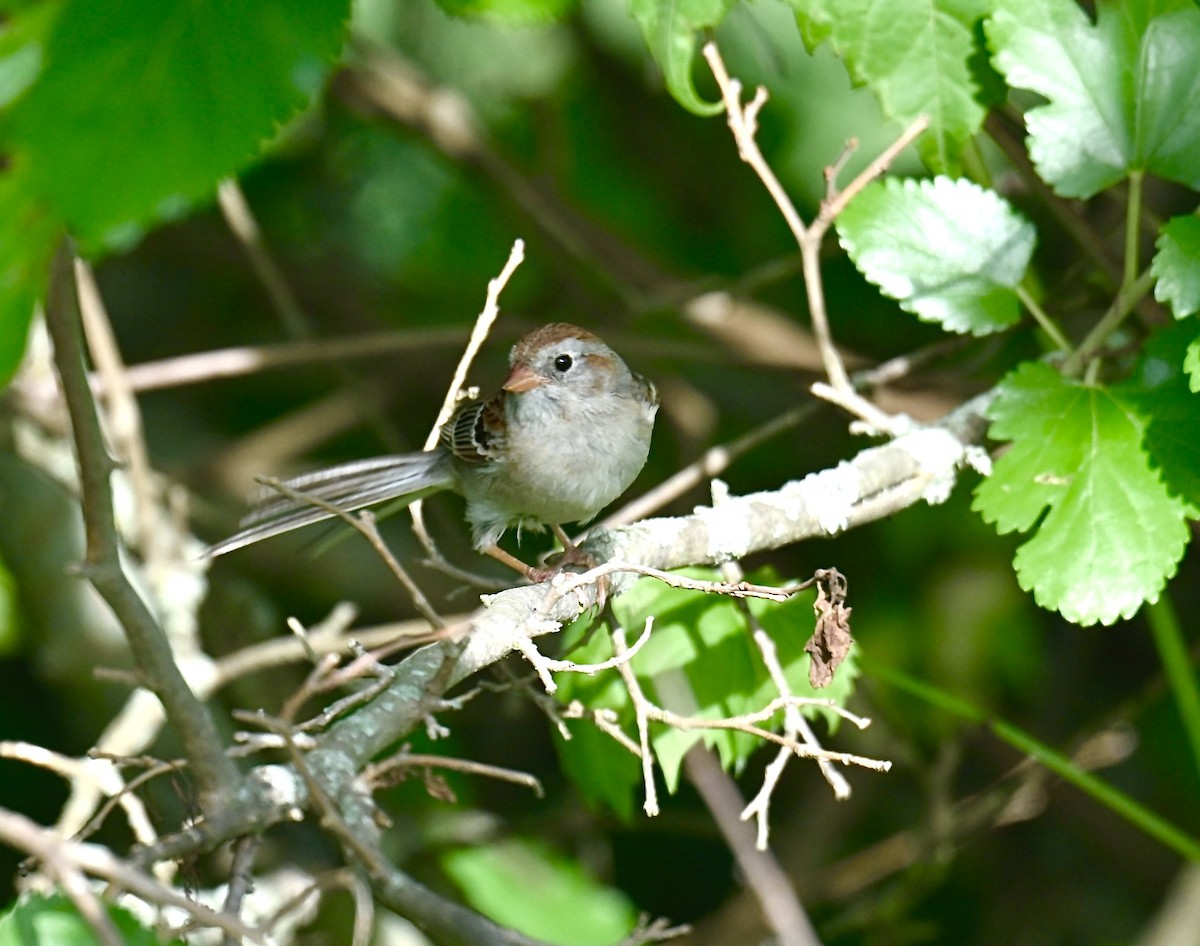 Field Sparrow - ML621088772