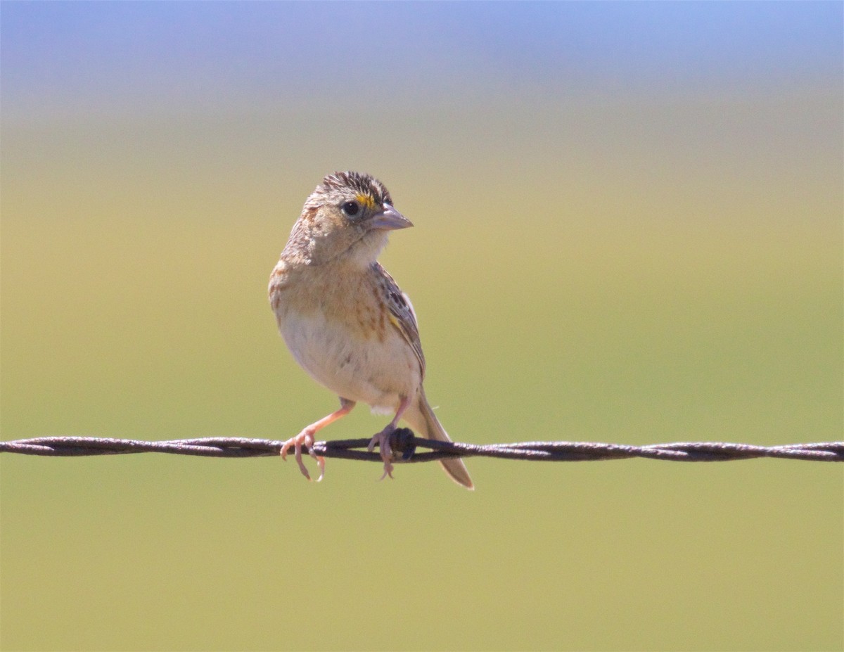 Grasshopper Sparrow - ML621088780