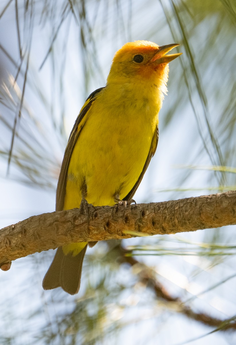 Western Tanager - ML621088794