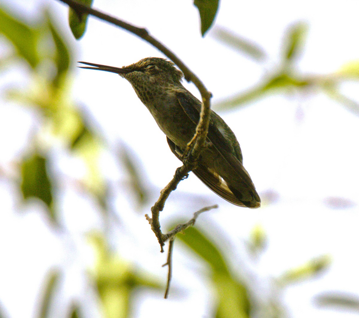 Anna's Hummingbird - ML621088797