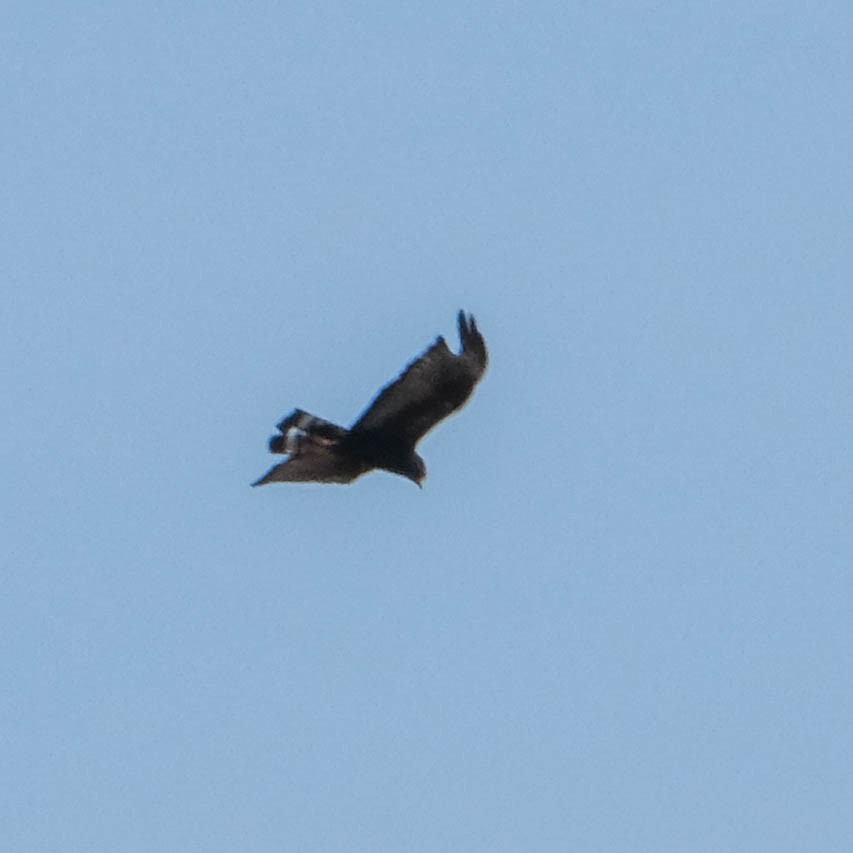 Zone-tailed Hawk - ML621088800