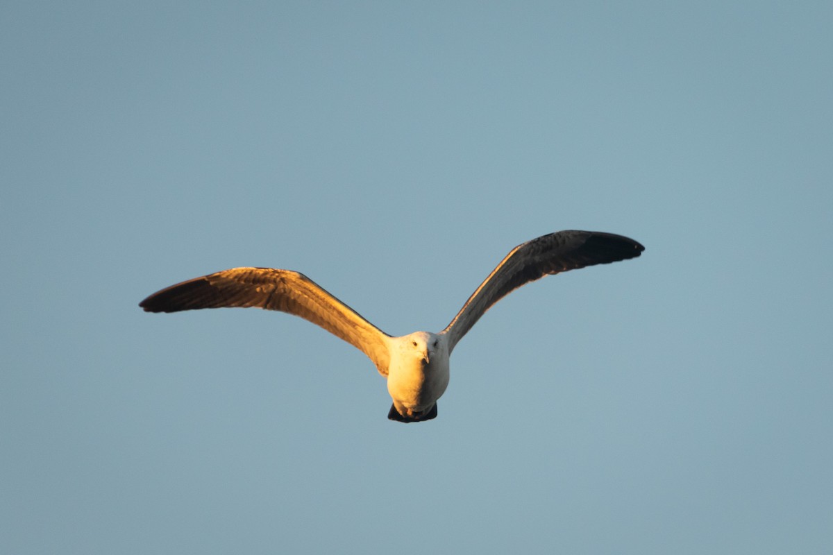 Kelp Gull (dominicanus) - ML621088838