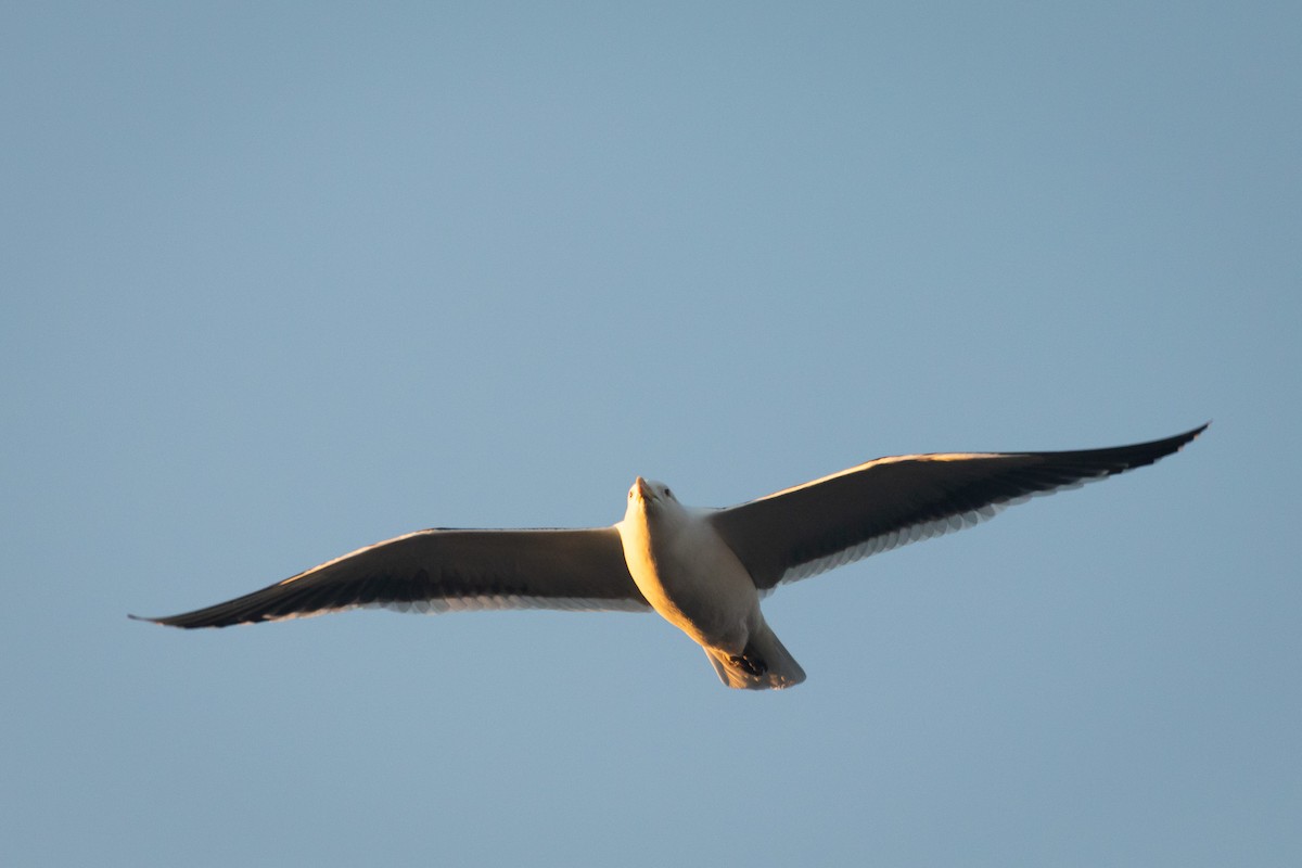 Kelp Gull (dominicanus) - ML621088839