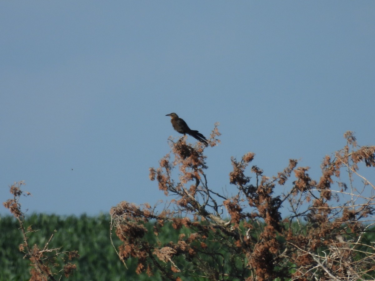 Great-tailed Grackle - ML621088840