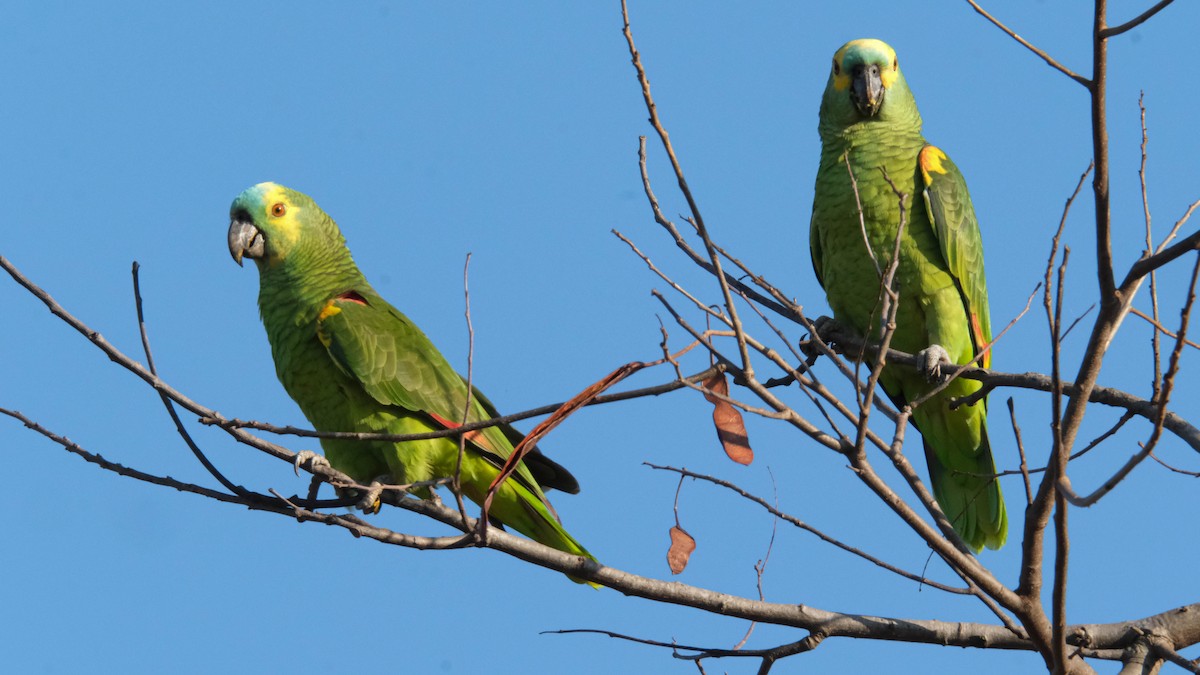 Turquoise-fronted Parrot - ML621088860