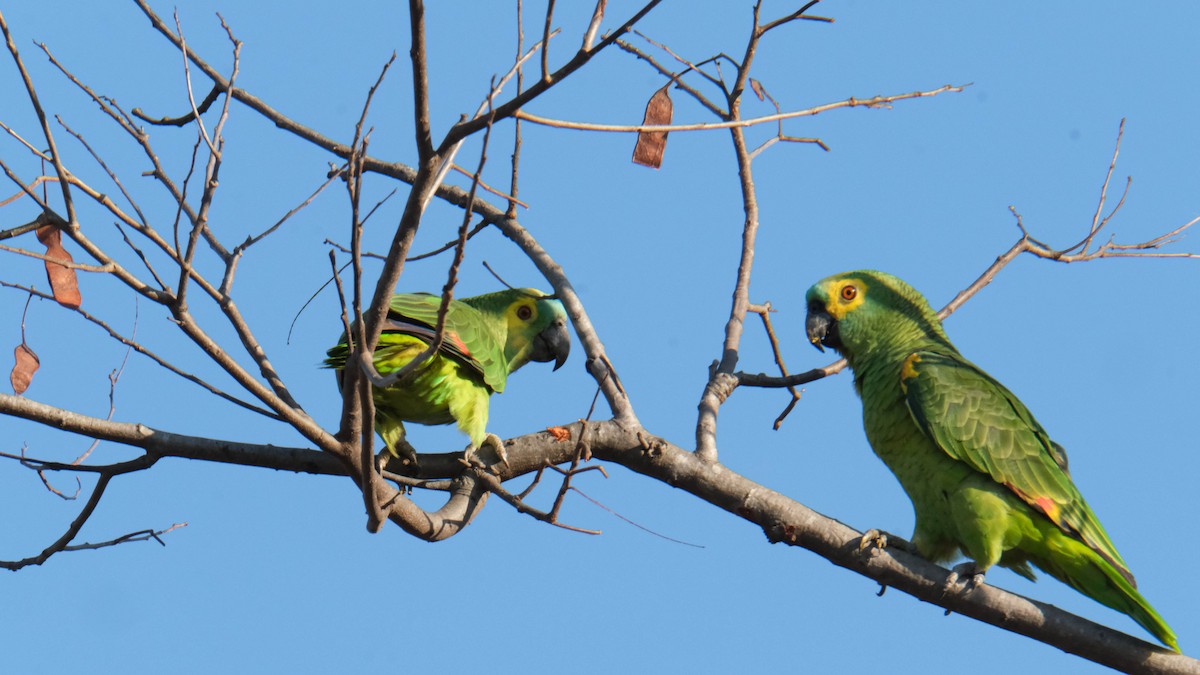 Turquoise-fronted Parrot - ML621088861