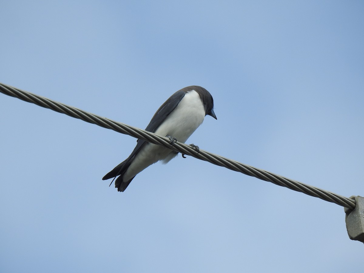 White-breasted Woodswallow - ML621088902