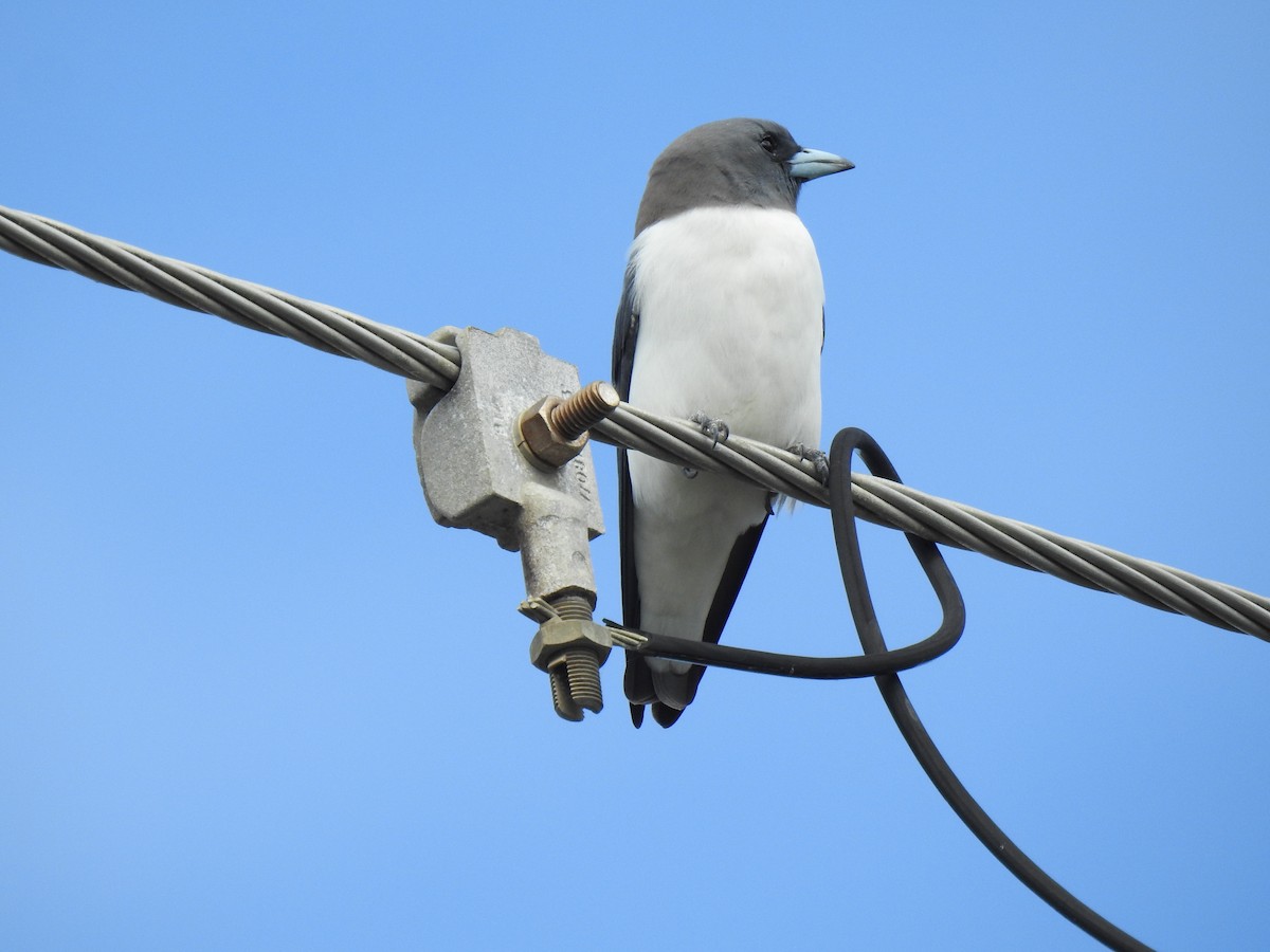 White-breasted Woodswallow - ML621088903