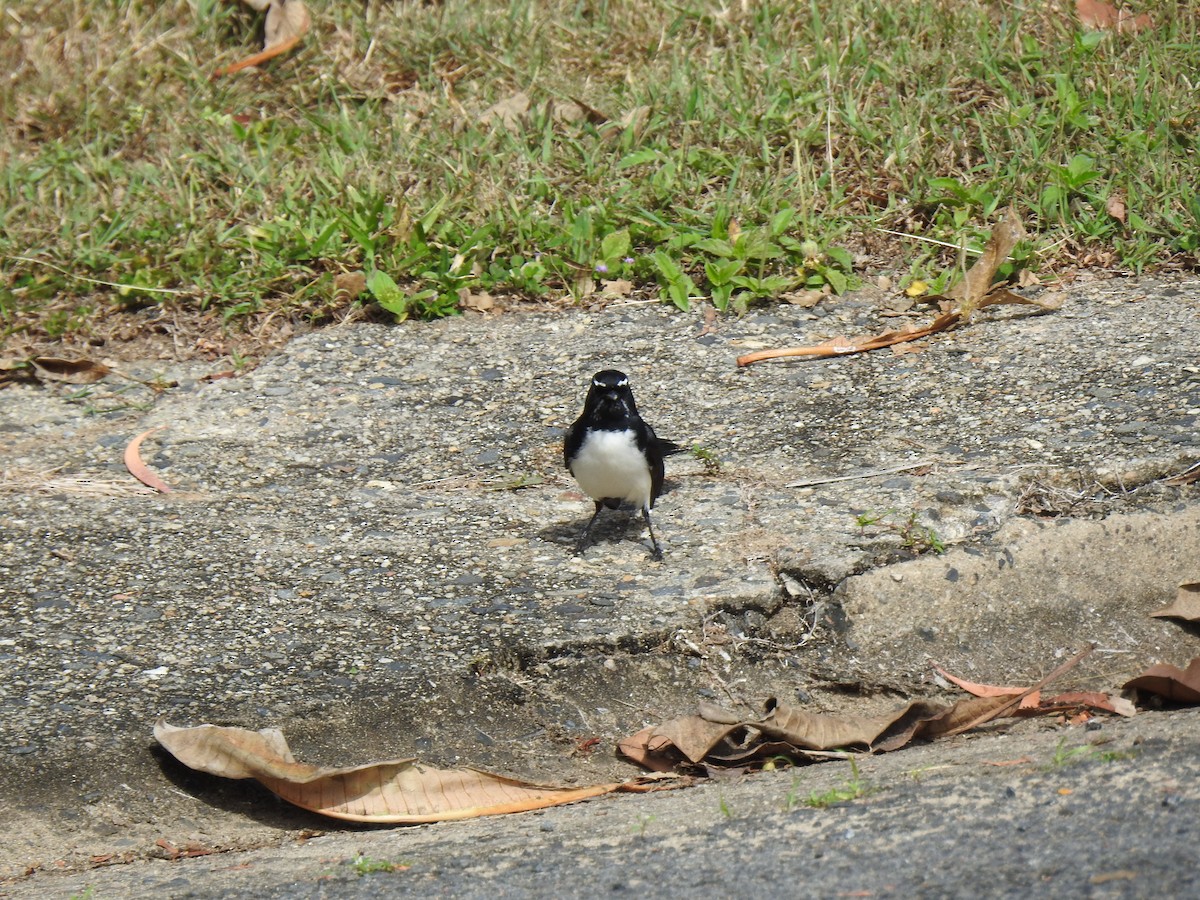 Willie-wagtail - ML621088905