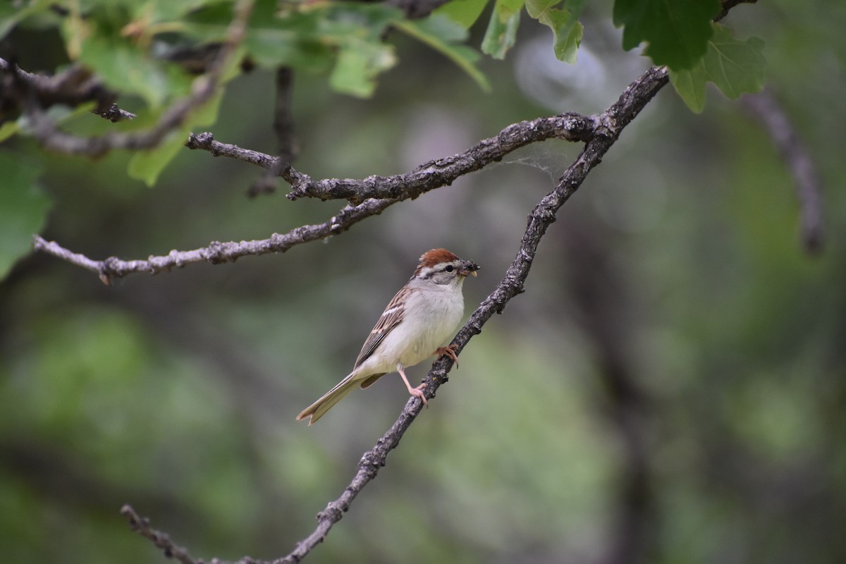 Chipping Sparrow - ML621088912