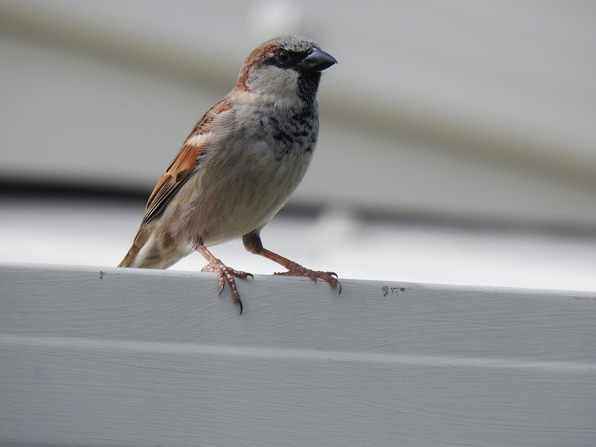 House Sparrow - ML621088925