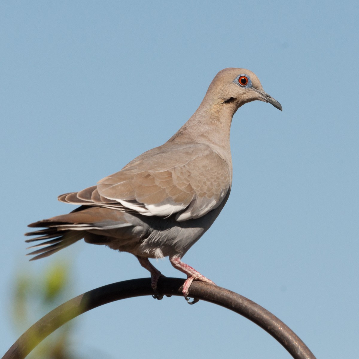 White-winged Dove - ML621088926