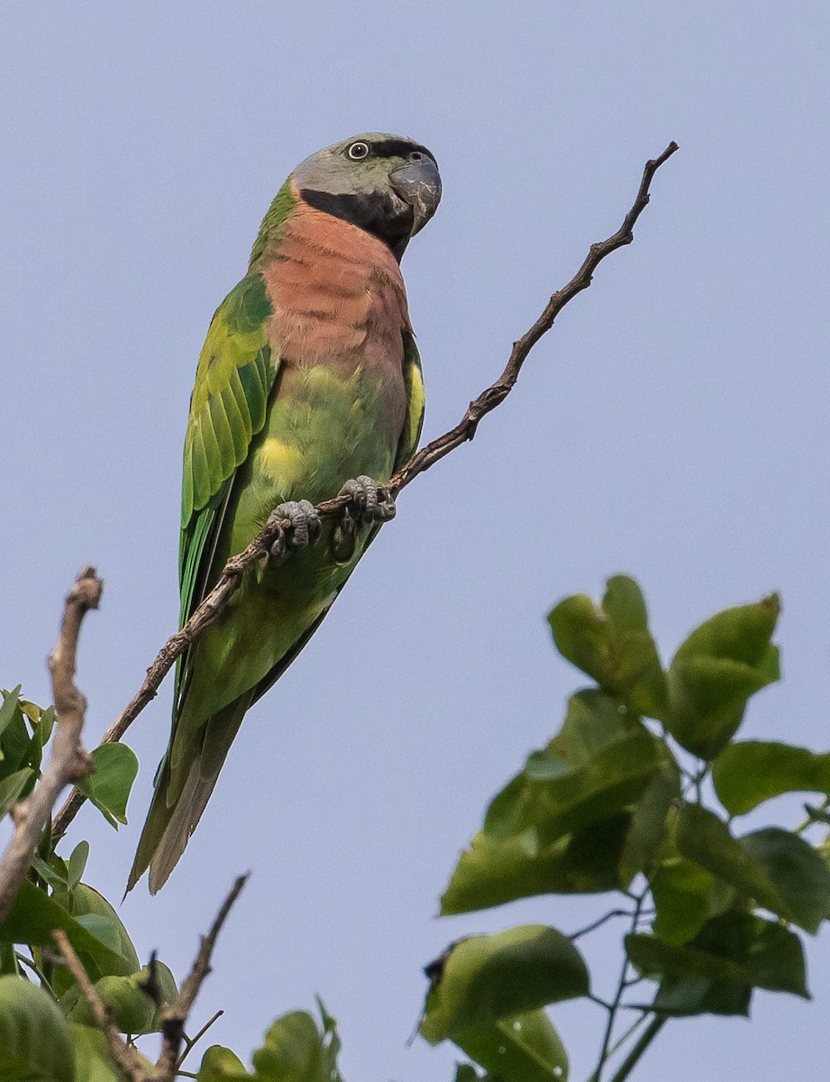 Red-breasted Parakeet - ML621088948