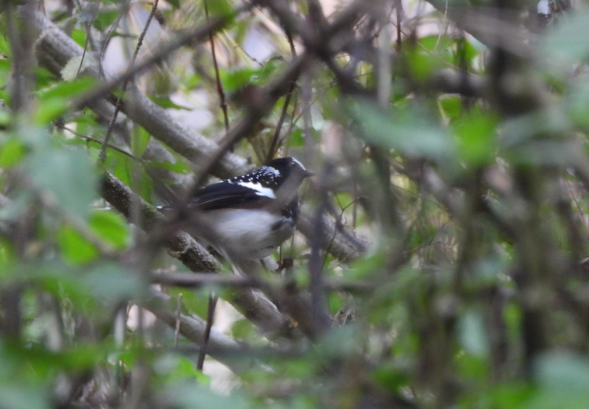 Spotted Forktail - ML621088956