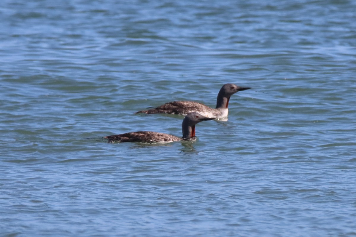 Red-throated Loon - ML621088980