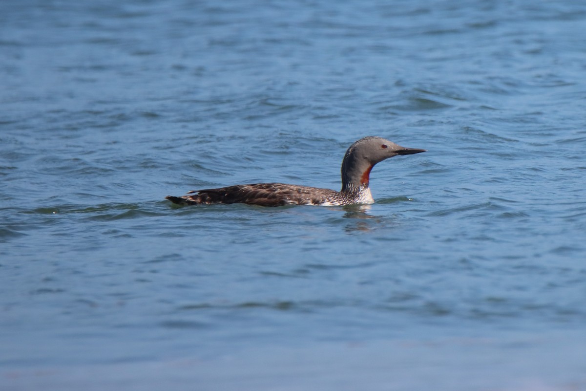 Red-throated Loon - ML621088981
