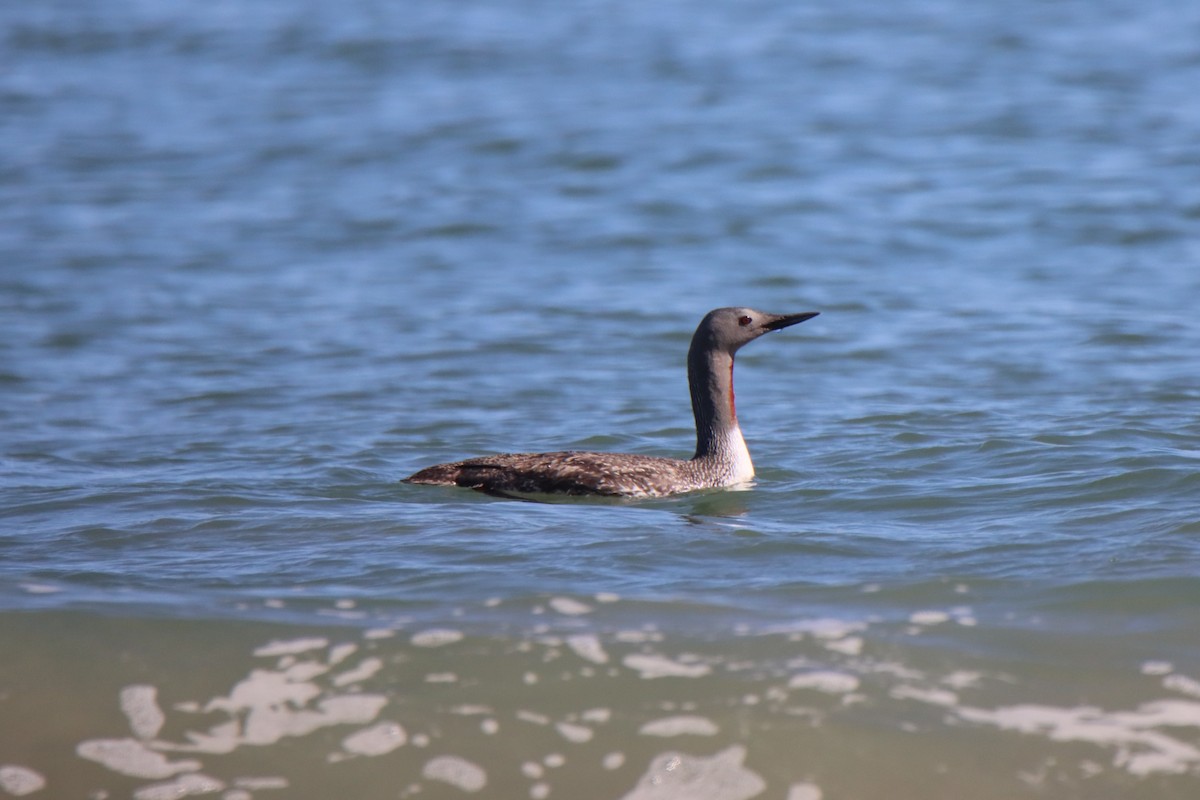 Red-throated Loon - ML621088983