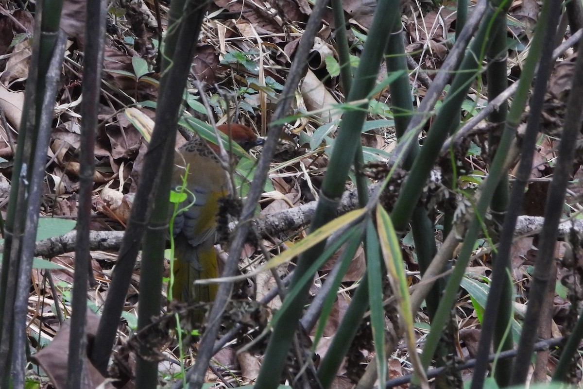 Chestnut-crowned Laughingthrush - ML621088987