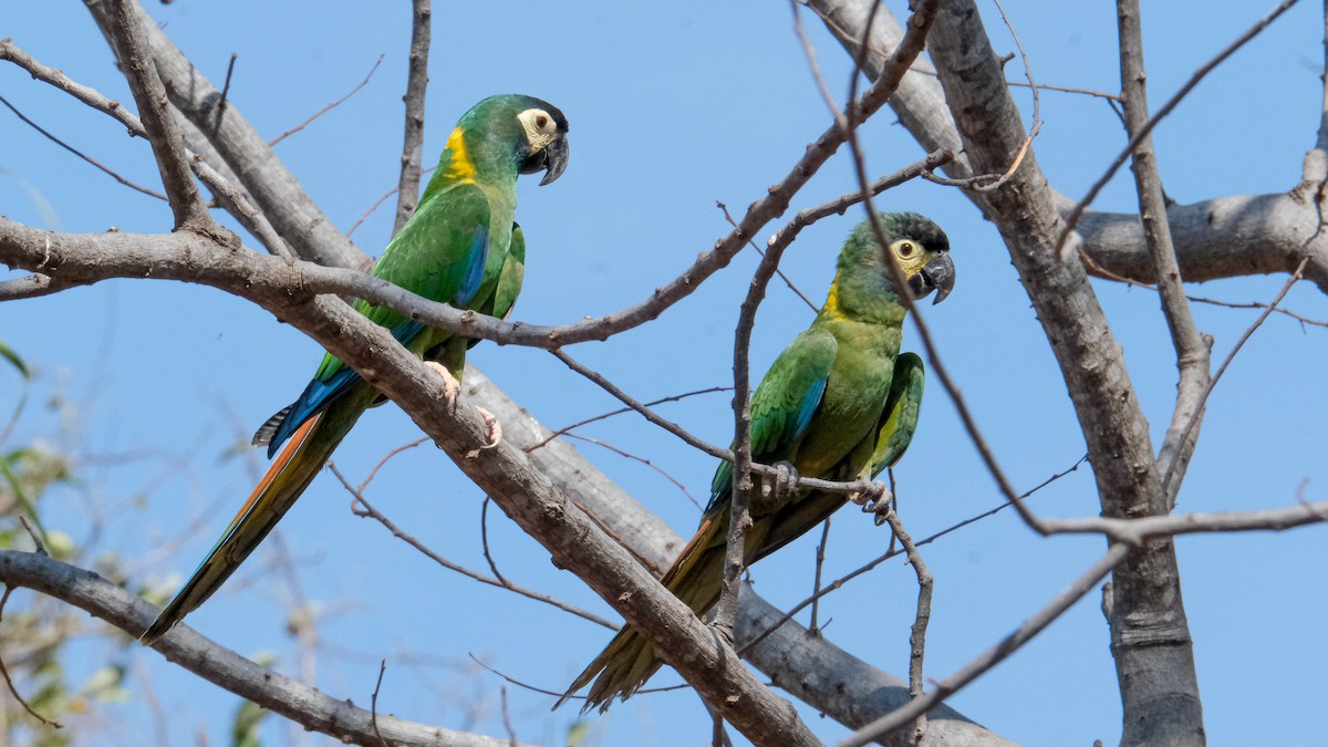Yellow-collared Macaw - ML621088992