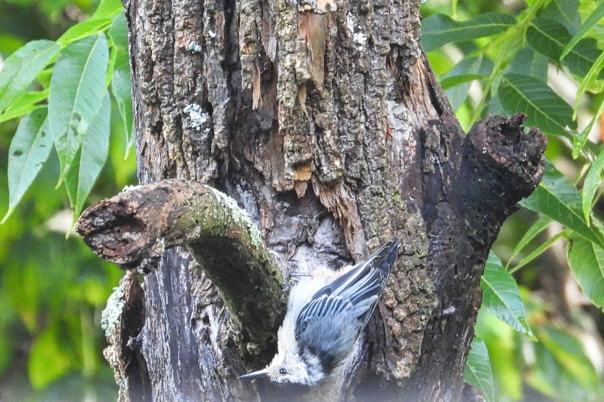 White-breasted Nuthatch - ML621089002