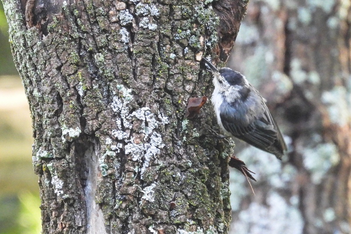 White-breasted Nuthatch - ML621089003