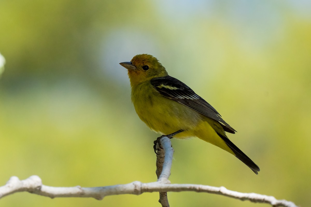Western Tanager - ML621089055