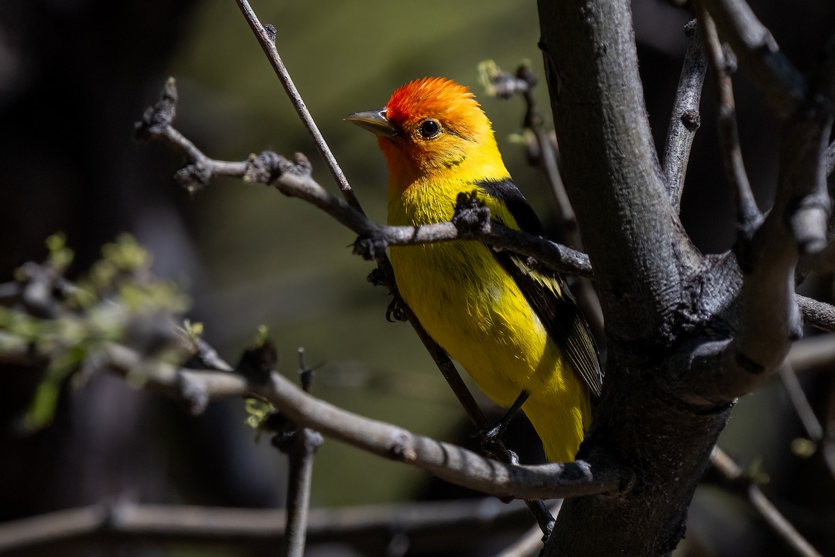 Western Tanager - ML621089057