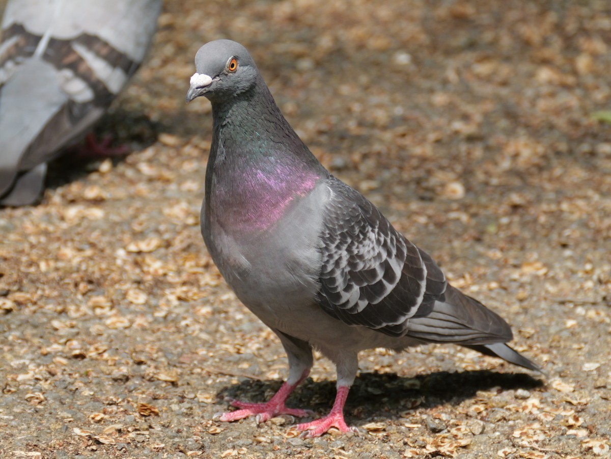 Pigeon biset (forme domestique) - ML621089059