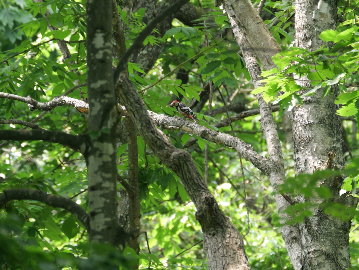 White-backed Woodpecker - ML621089061