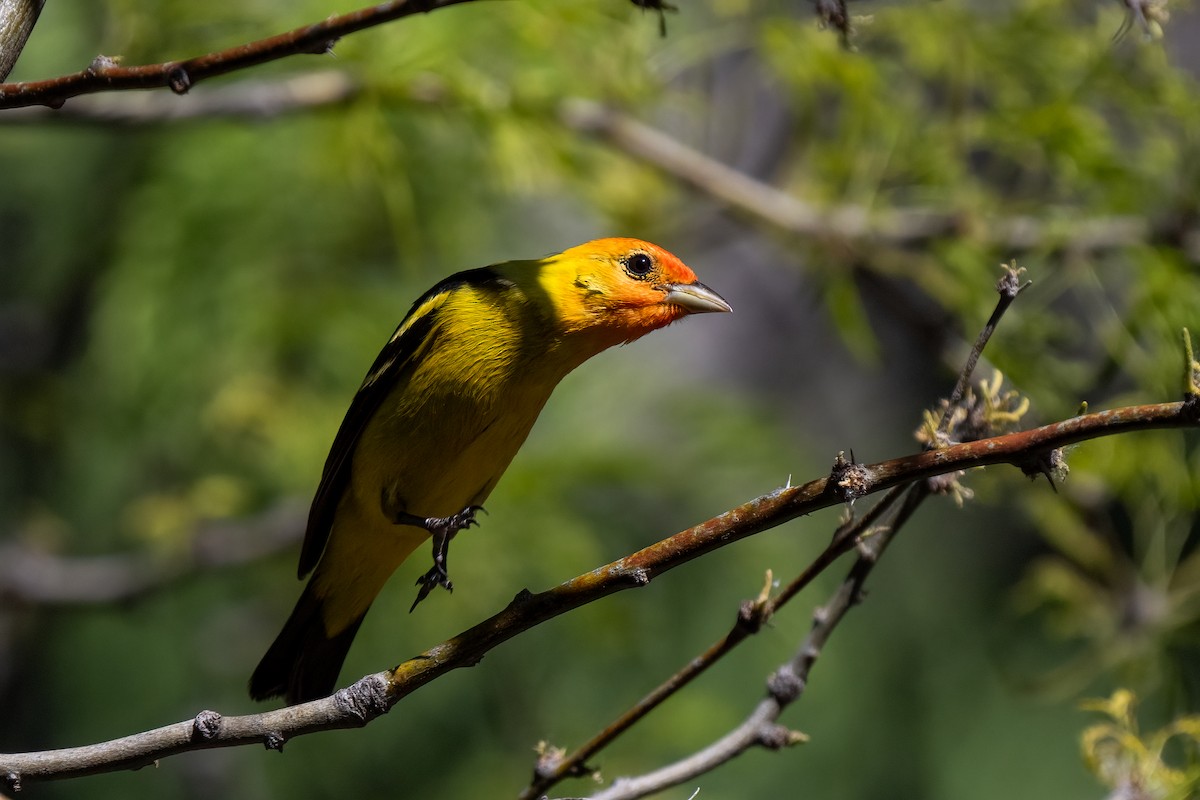 Western Tanager - ML621089071
