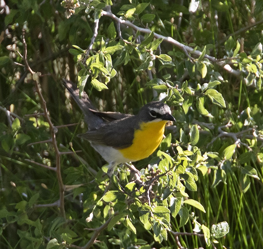 Yellow-breasted Chat - ML621089073