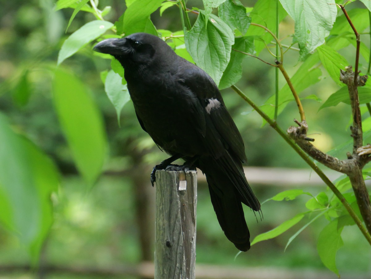 Large-billed Crow - ML621089074