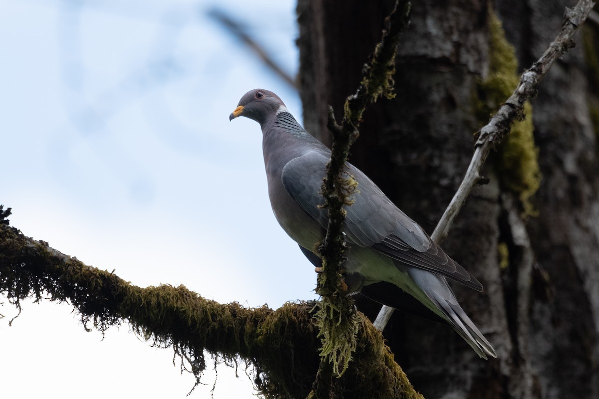 Band-tailed Pigeon - ML621089080
