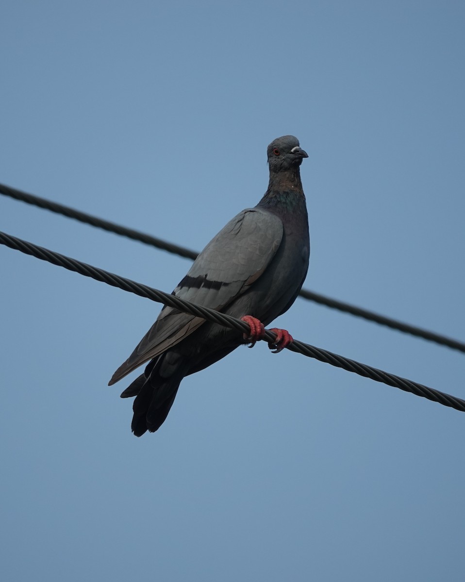 Rock Pigeon (Feral Pigeon) - ML621089092