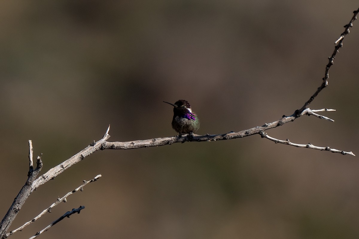 Costa's Hummingbird - ML621089104