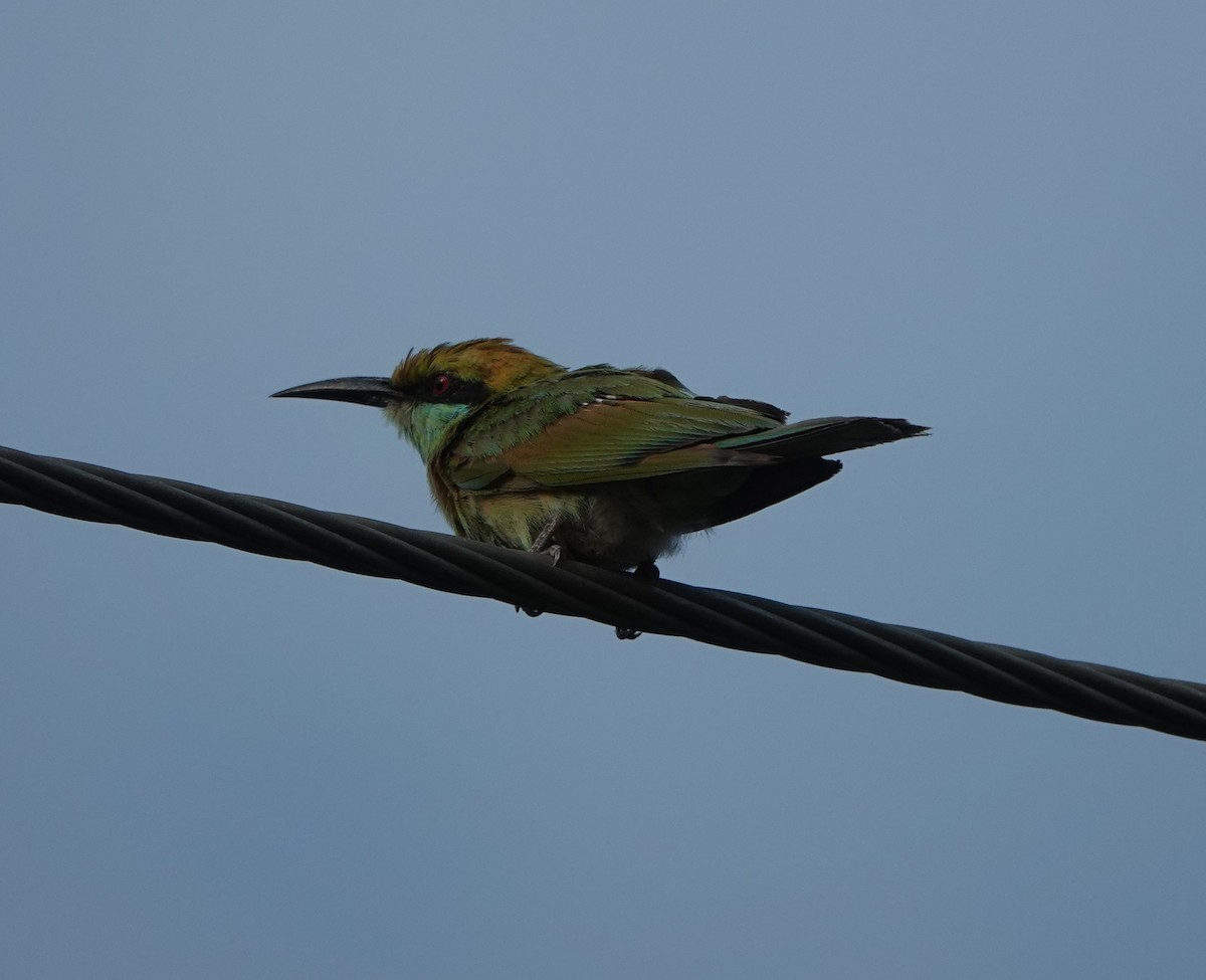 Asian Green Bee-eater - ML621089132