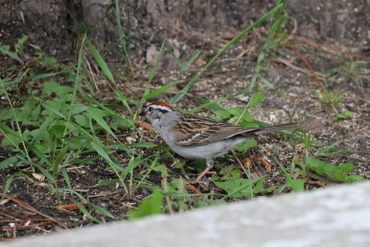 Chipping Sparrow - ML621089140