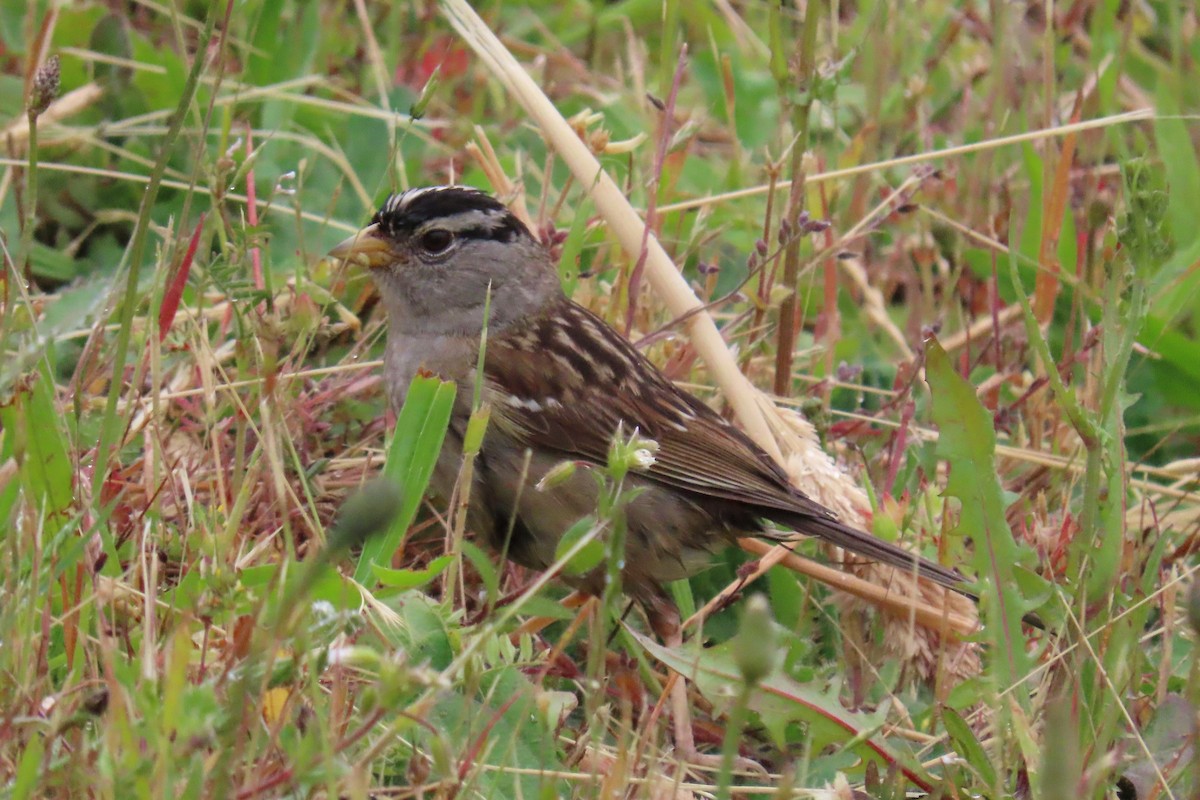 White-crowned Sparrow - ML621089143