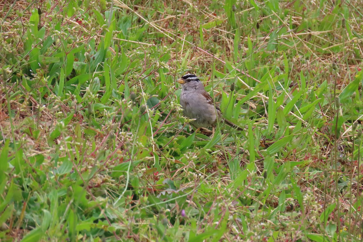 White-crowned Sparrow - ML621089144