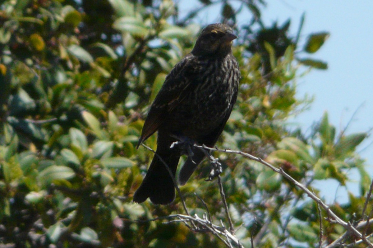 Red-winged Blackbird - ML621089149