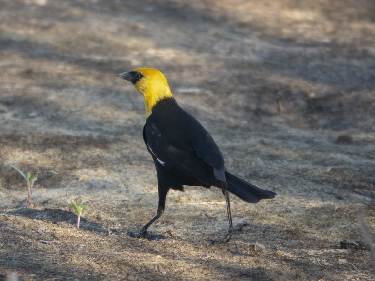 Yellow-headed Blackbird - ML621089169