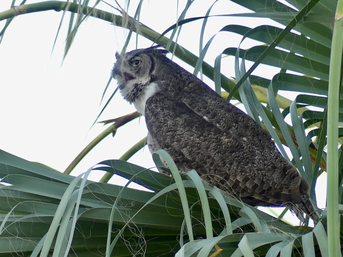 Great Horned Owl - ML621089201