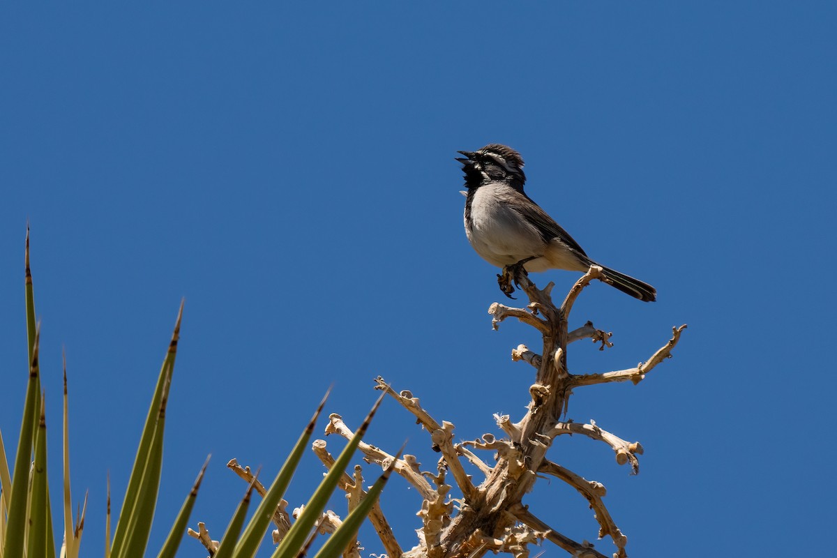 Black-throated Sparrow - ML621089203