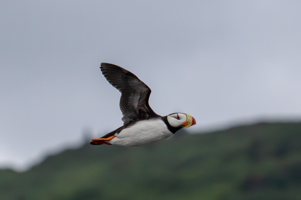 Horned Puffin - ML621089208